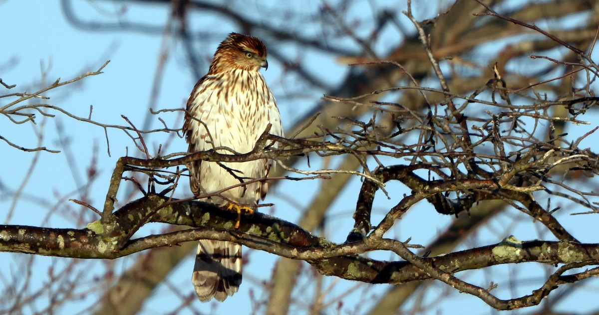 Cooper's Hawk - ML646588436