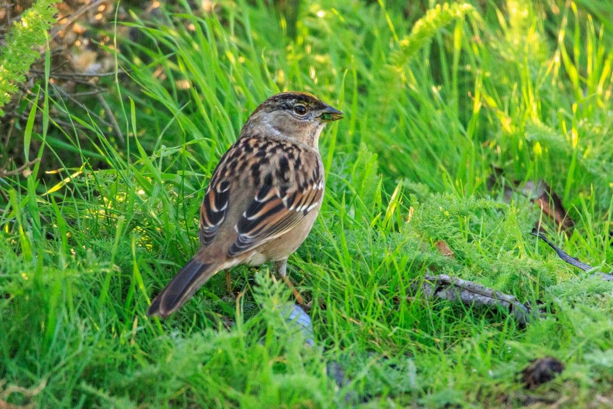 Golden-crowned Sparrow - ML646588448