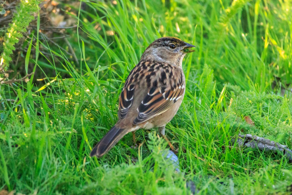 Golden-crowned Sparrow - ML646588449