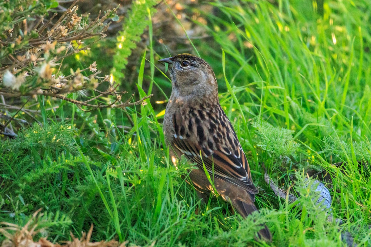 Golden-crowned Sparrow - ML646588450