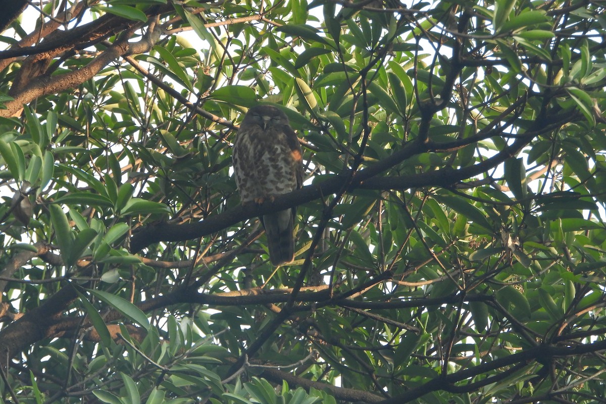 Ninoxe hirsute - ML646588452