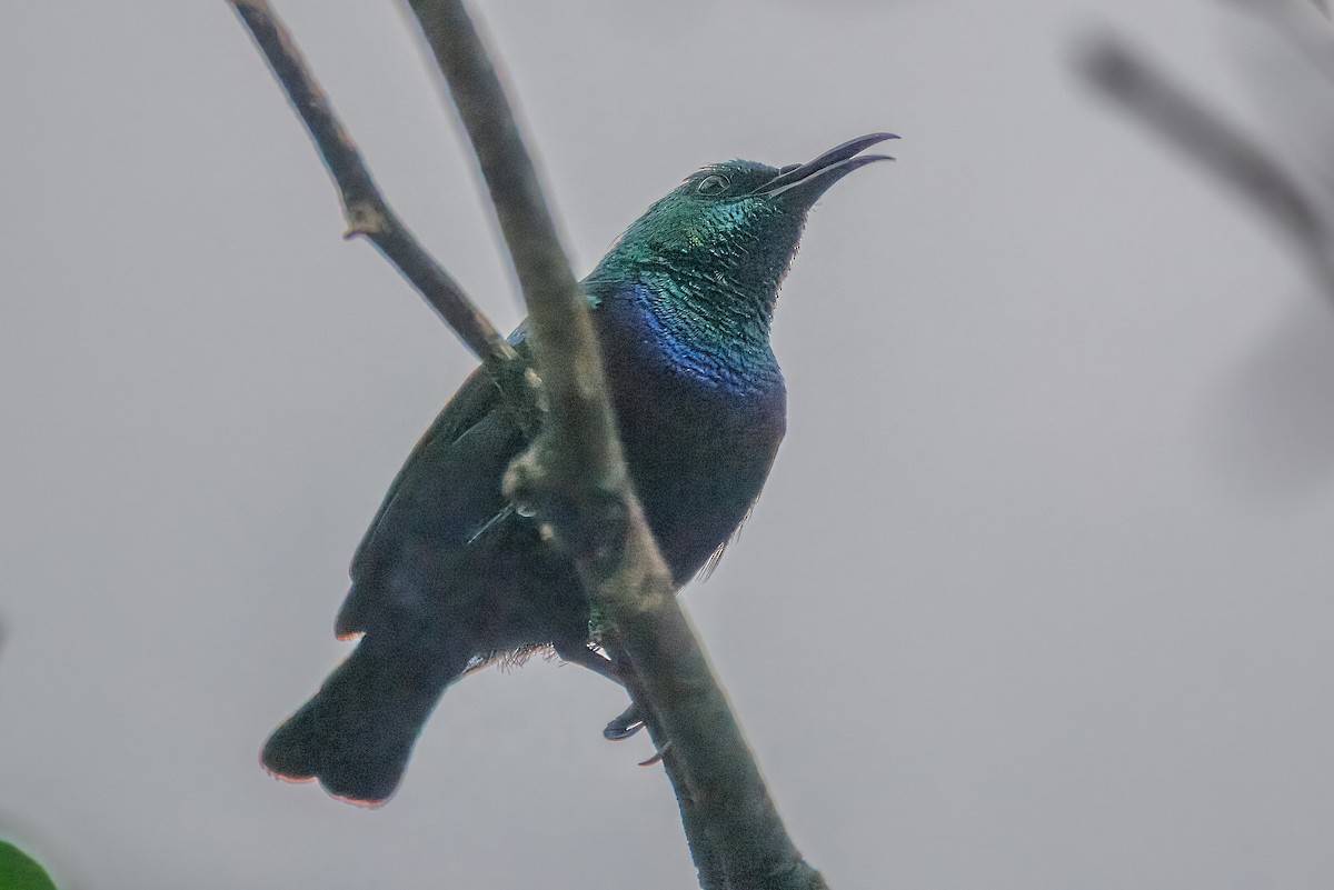 Marico Sunbird - ML646588453