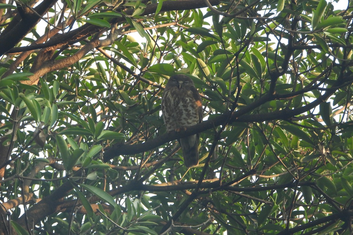 Ninoxe hirsute - ML646588456