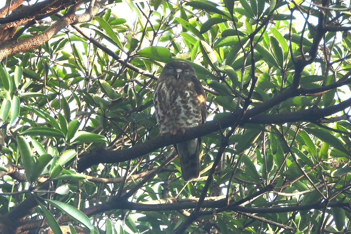 Ninoxe hirsute - ML646588457