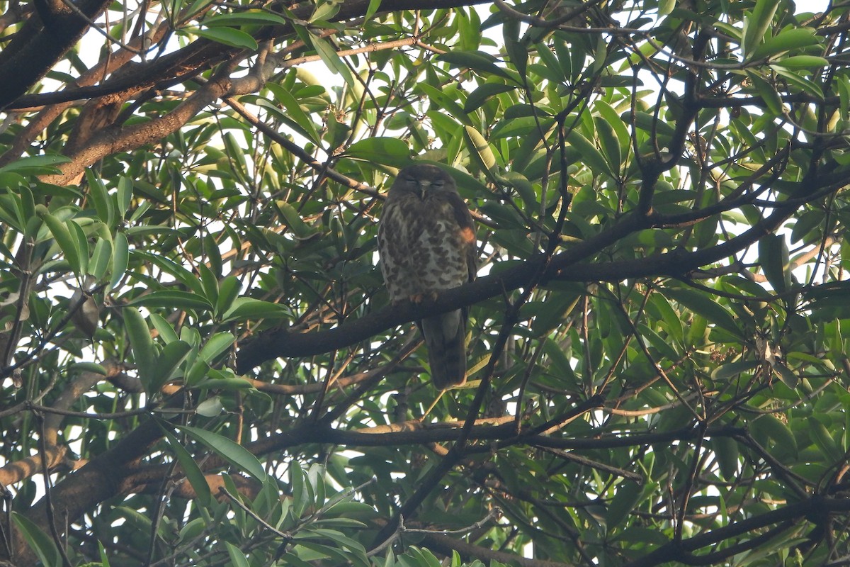 Ninoxe hirsute - ML646588458