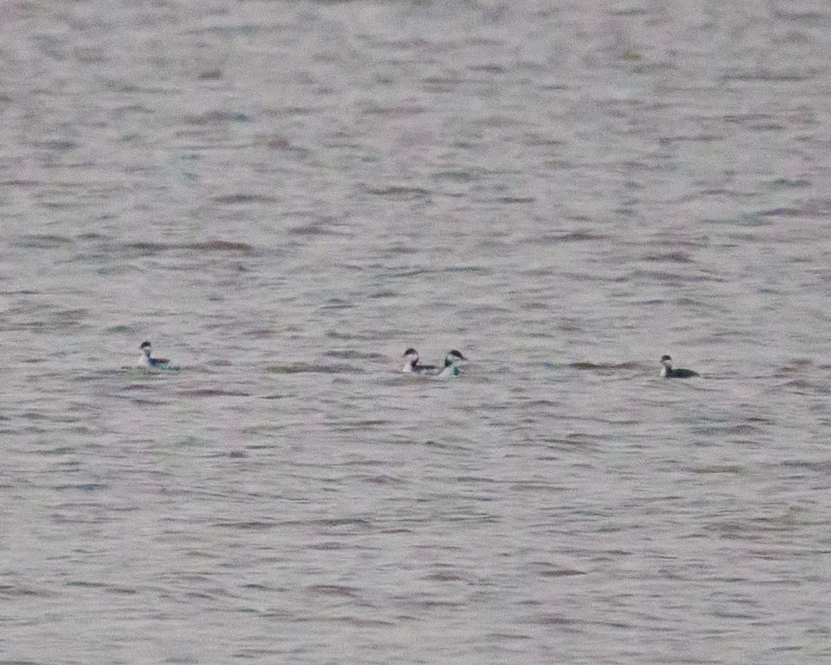 Horned Grebe - ML646588459