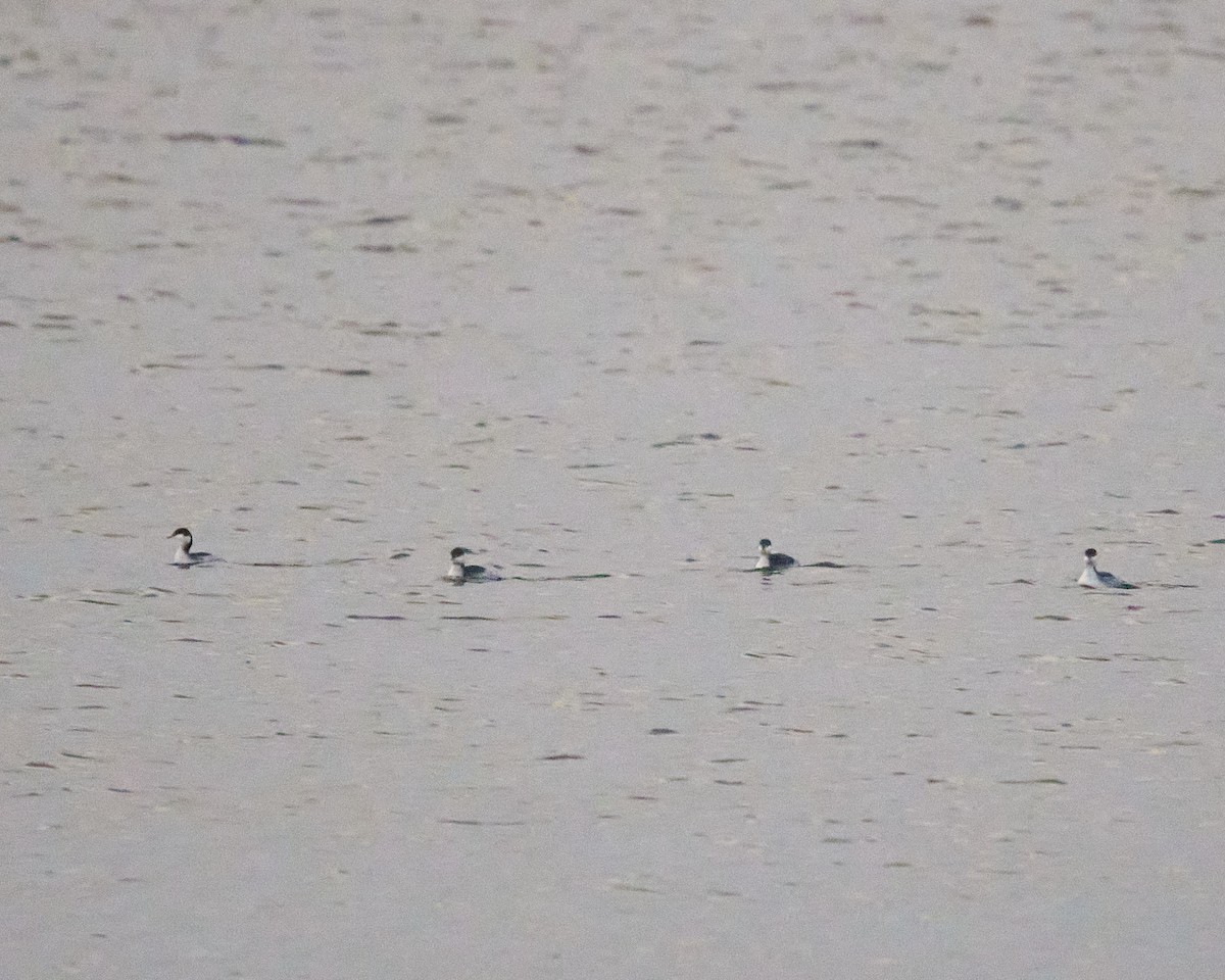 Horned Grebe - ML646588460