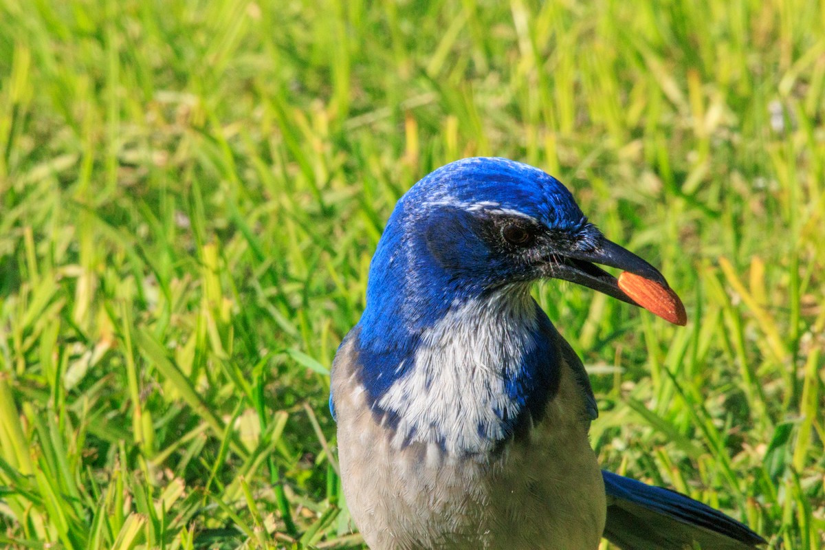 California Scrub-Jay - ML646588463