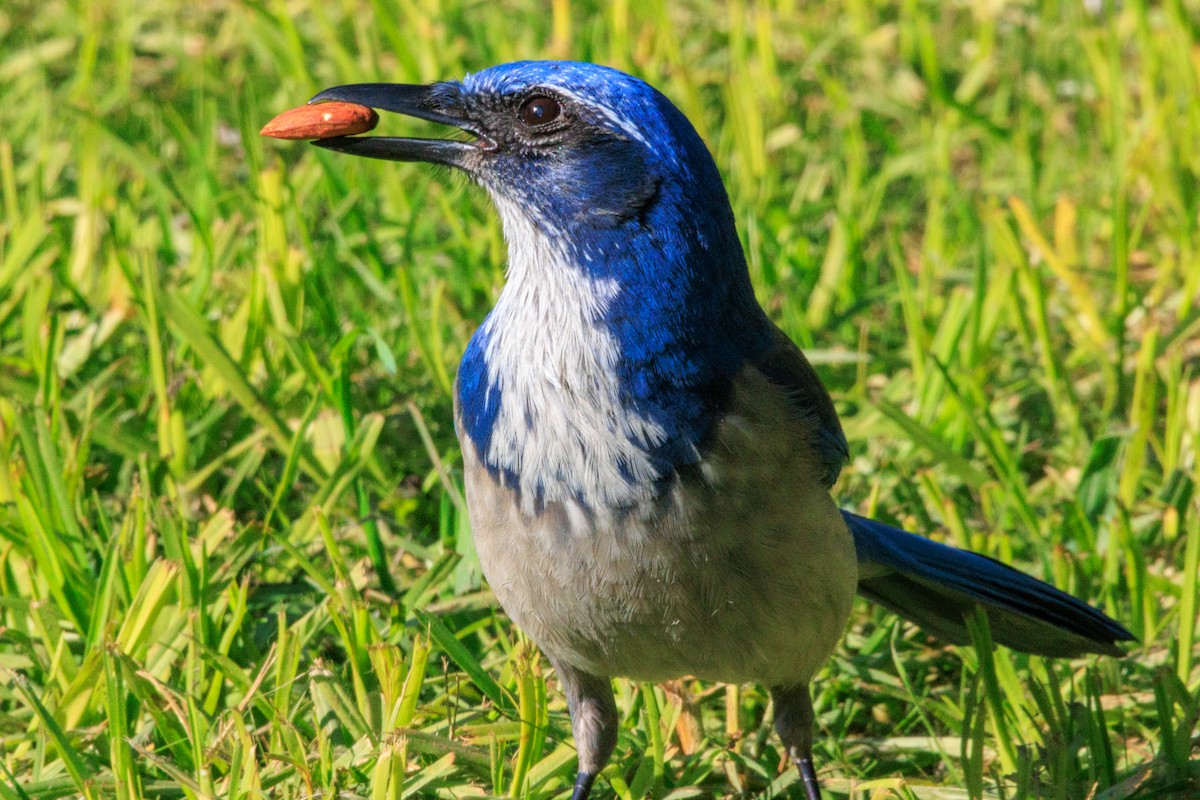 California Scrub-Jay - ML646588464