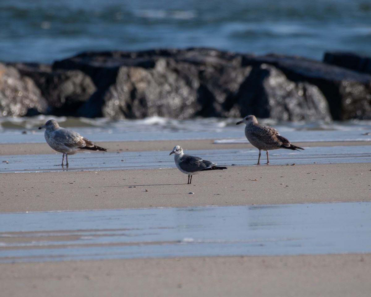 Ацтекская чайка - ML646588465