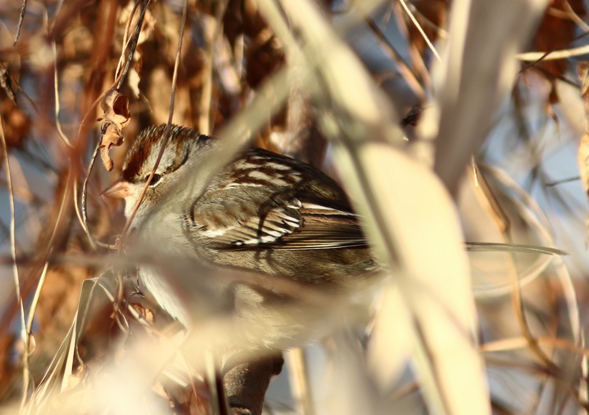White-crowned Sparrow - ML646588466