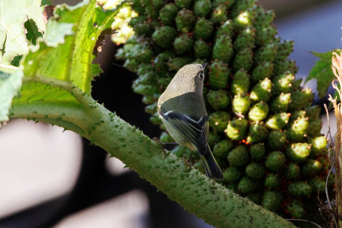 Ruby-crowned Kinglet - ML646588469
