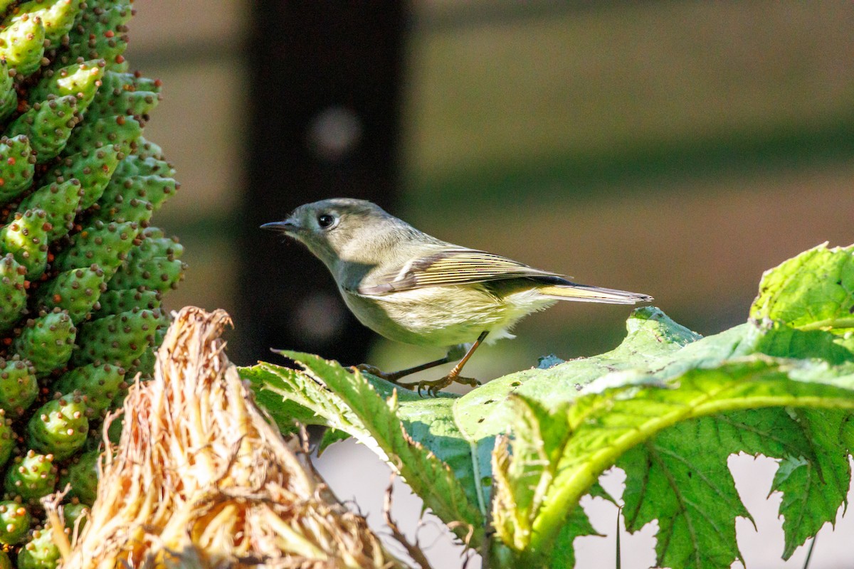 Ruby-crowned Kinglet - ML646588470
