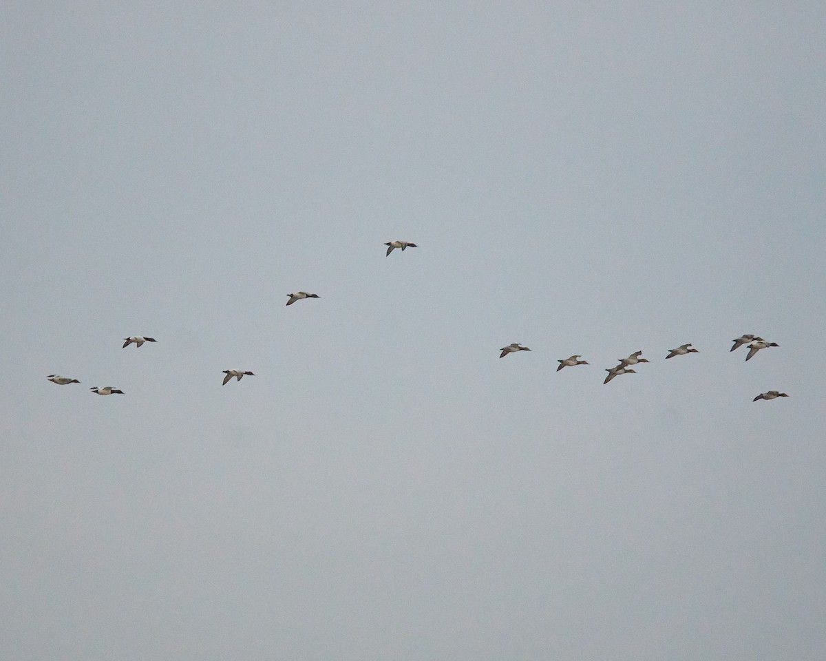 Riesentafelente - ML646588476