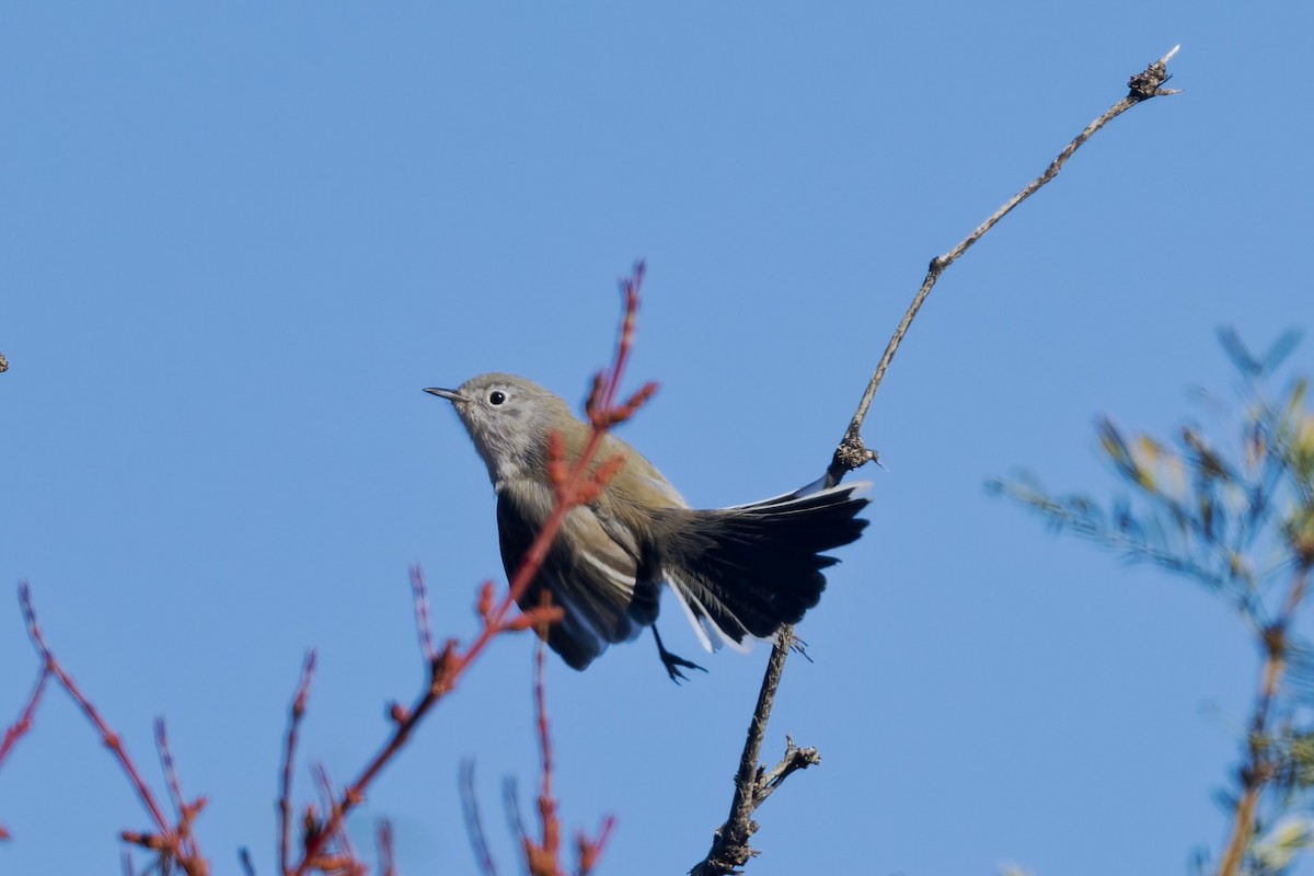 Perlita Colinegra - ML646588479