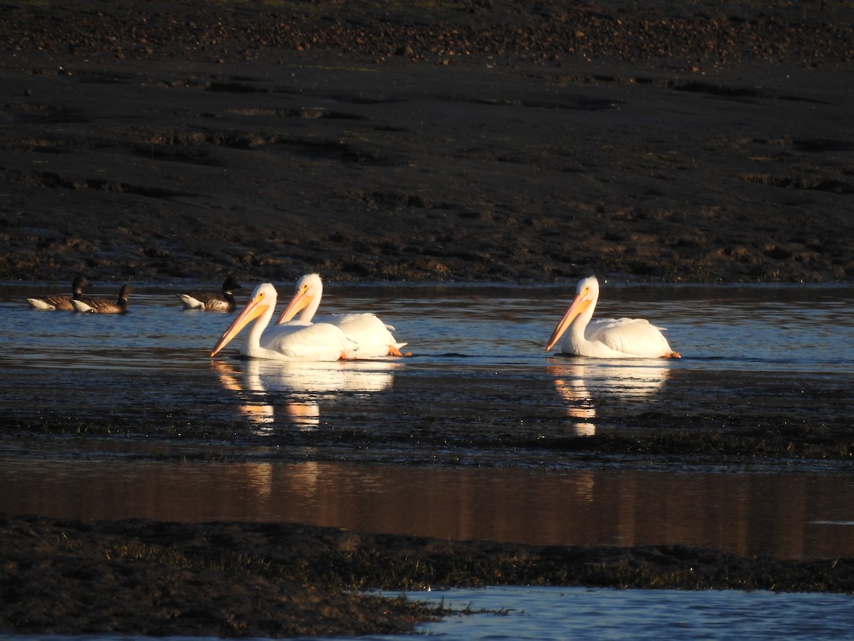 Pelícano Norteamericano - ML646588482