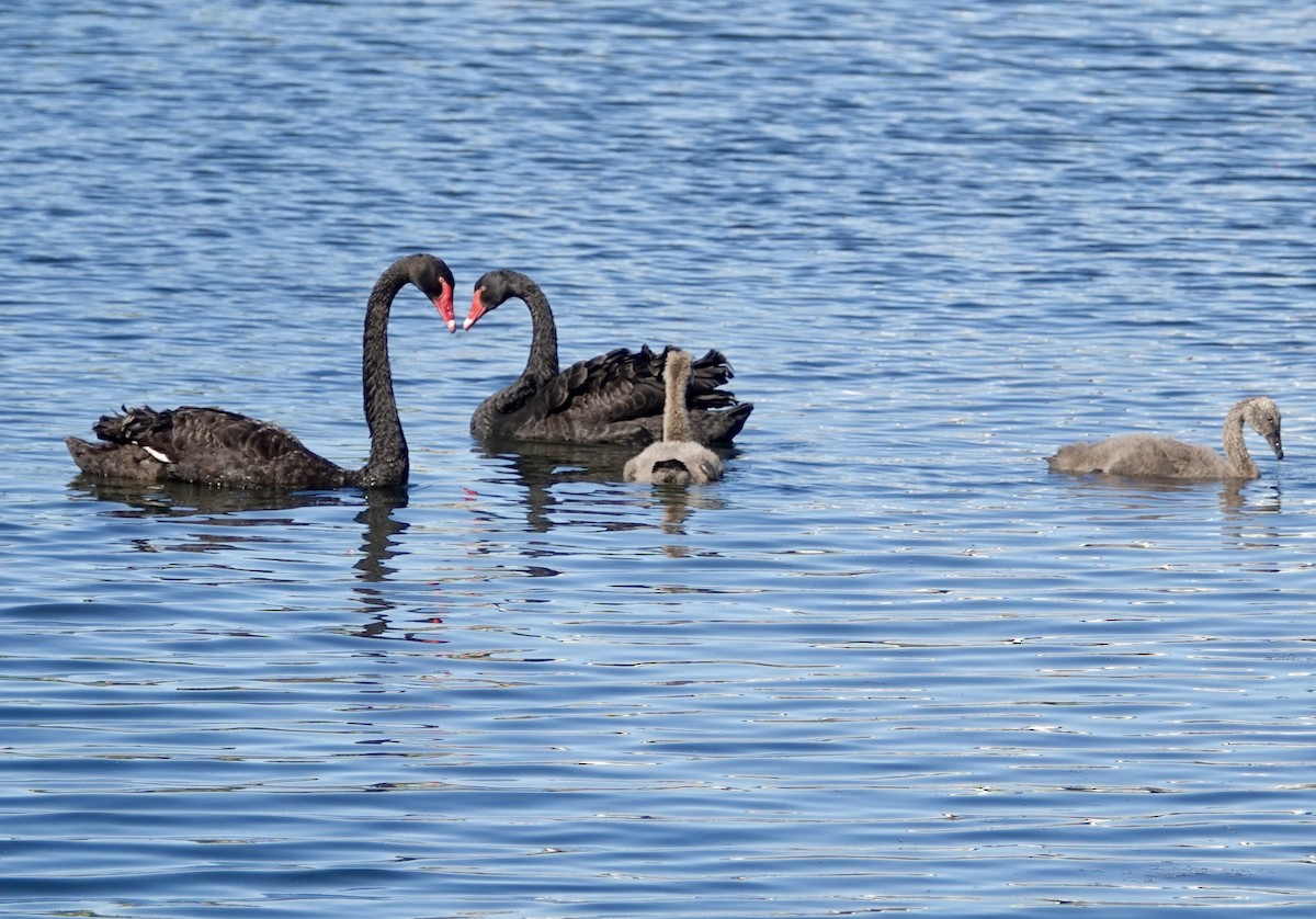 Schwarzschwan - ML646588486