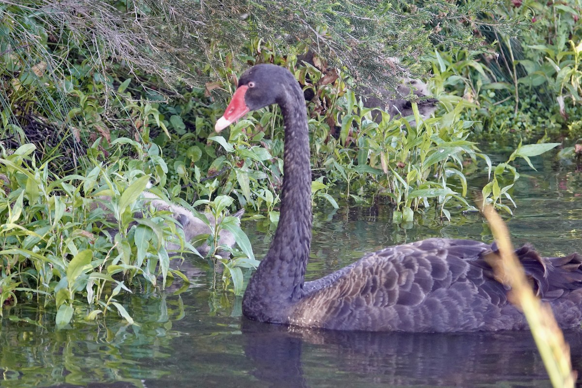 Schwarzschwan - ML646588488