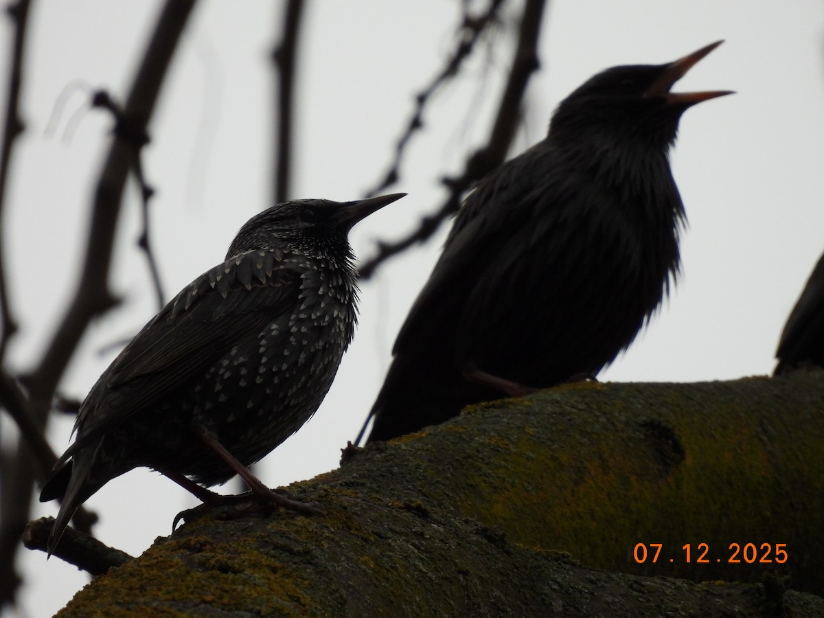 Spotless Starling - ML646588490