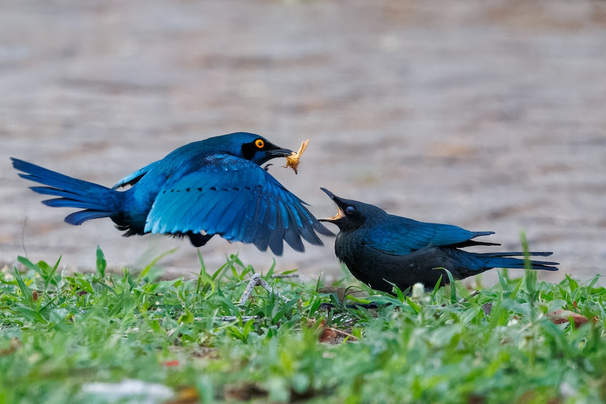 Greater Blue-eared Starling - ML646588494