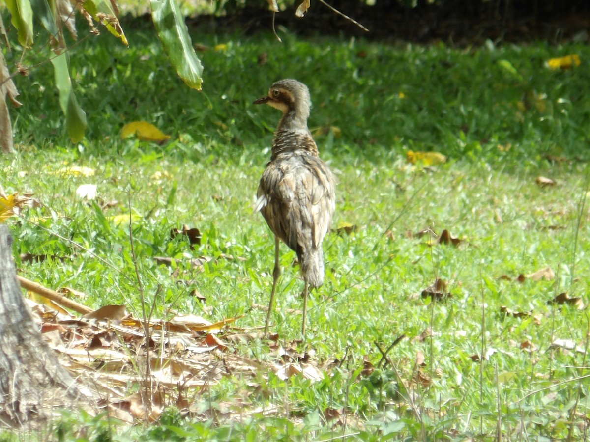 Bush Thick-knee - ML646588495