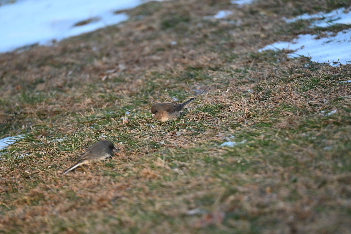 Dark-eyed Junco - ML646588496