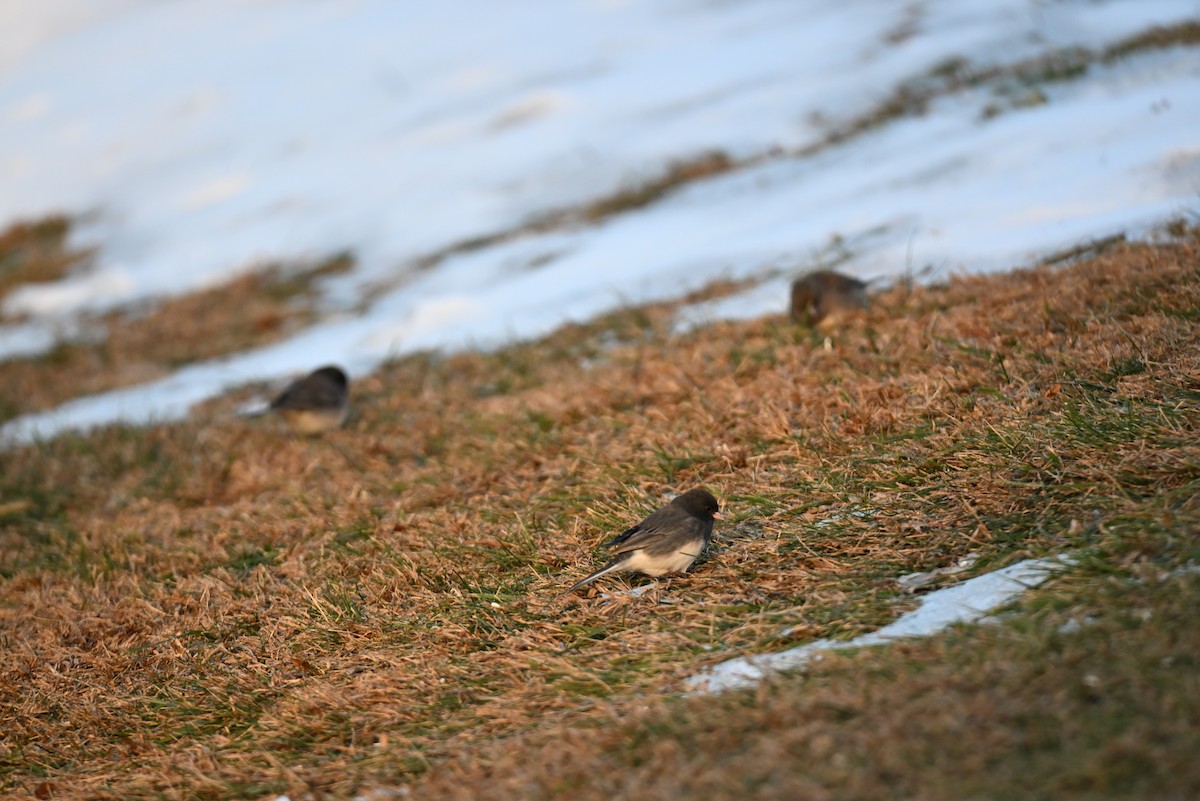 Dark-eyed Junco - ML646588497
