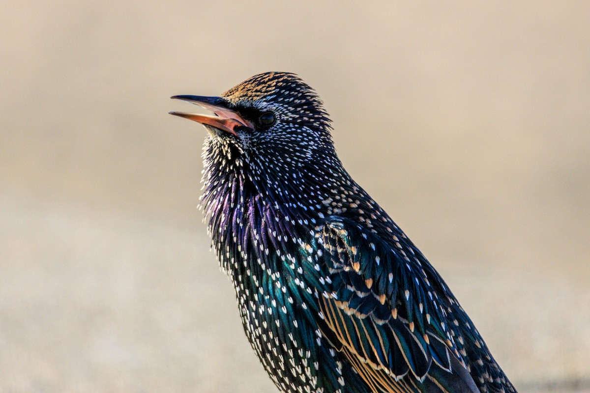 European Starling - ML646588498