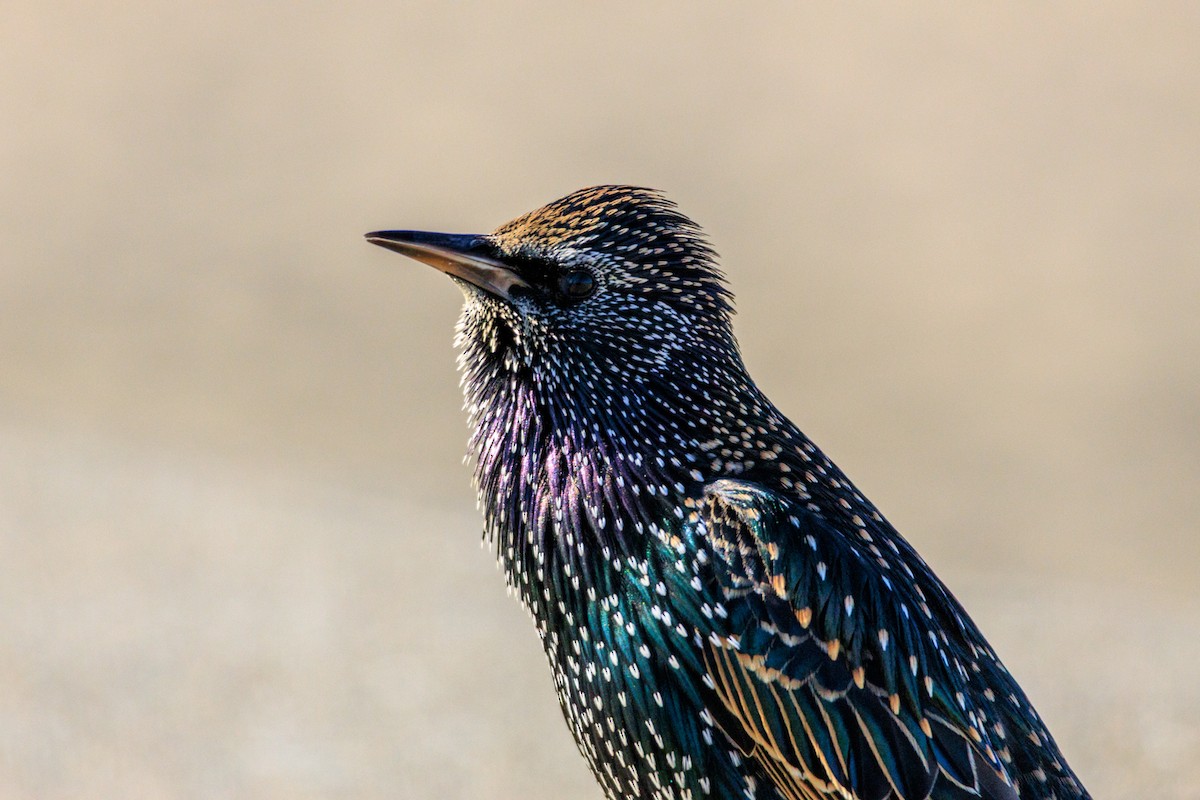 European Starling - ML646588499