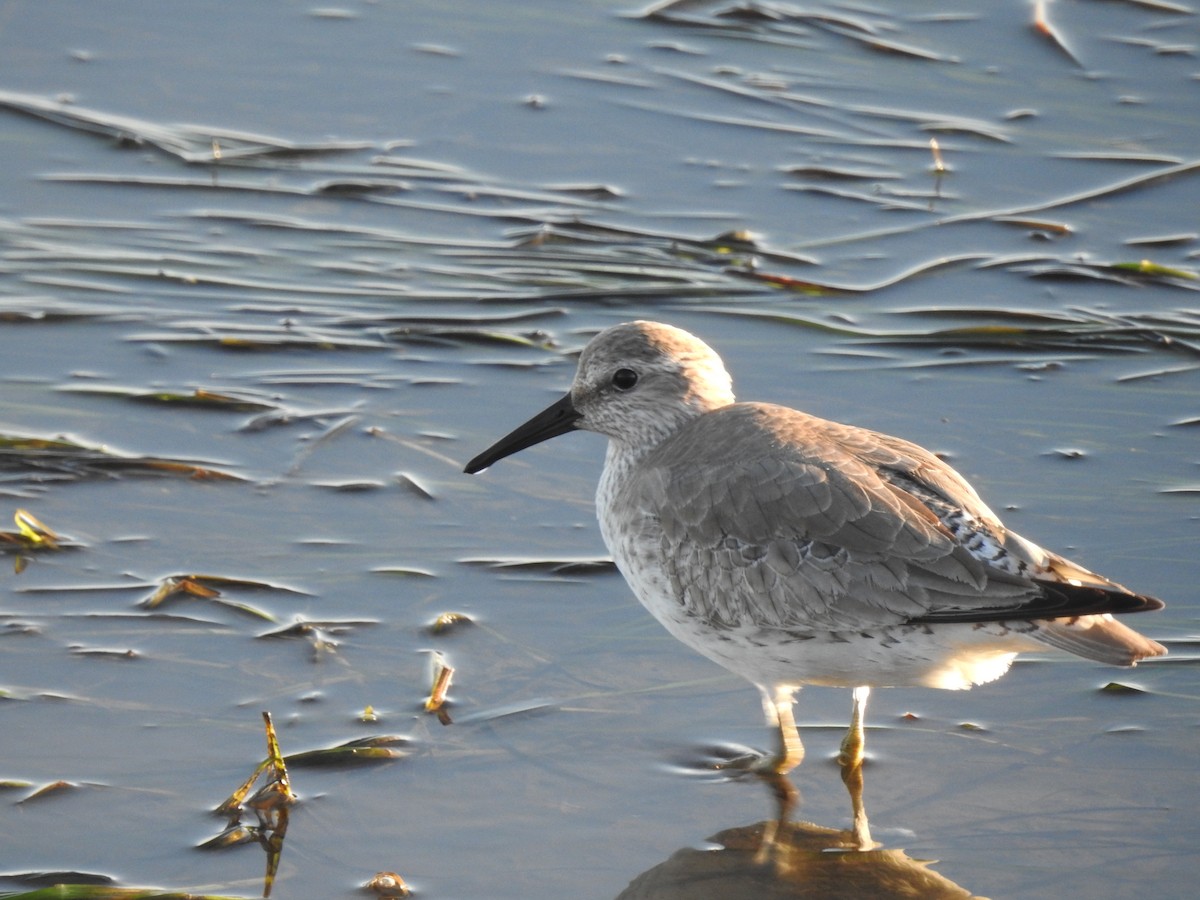 Correlimos Gordo - ML646588507