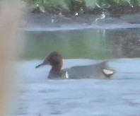 Green-winged Teal - ML646588508