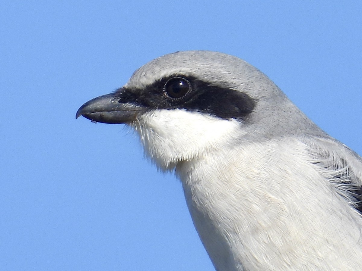 アメリカオオモズ - ML646588509