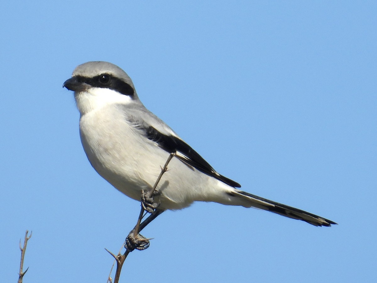 アメリカオオモズ - ML646588510