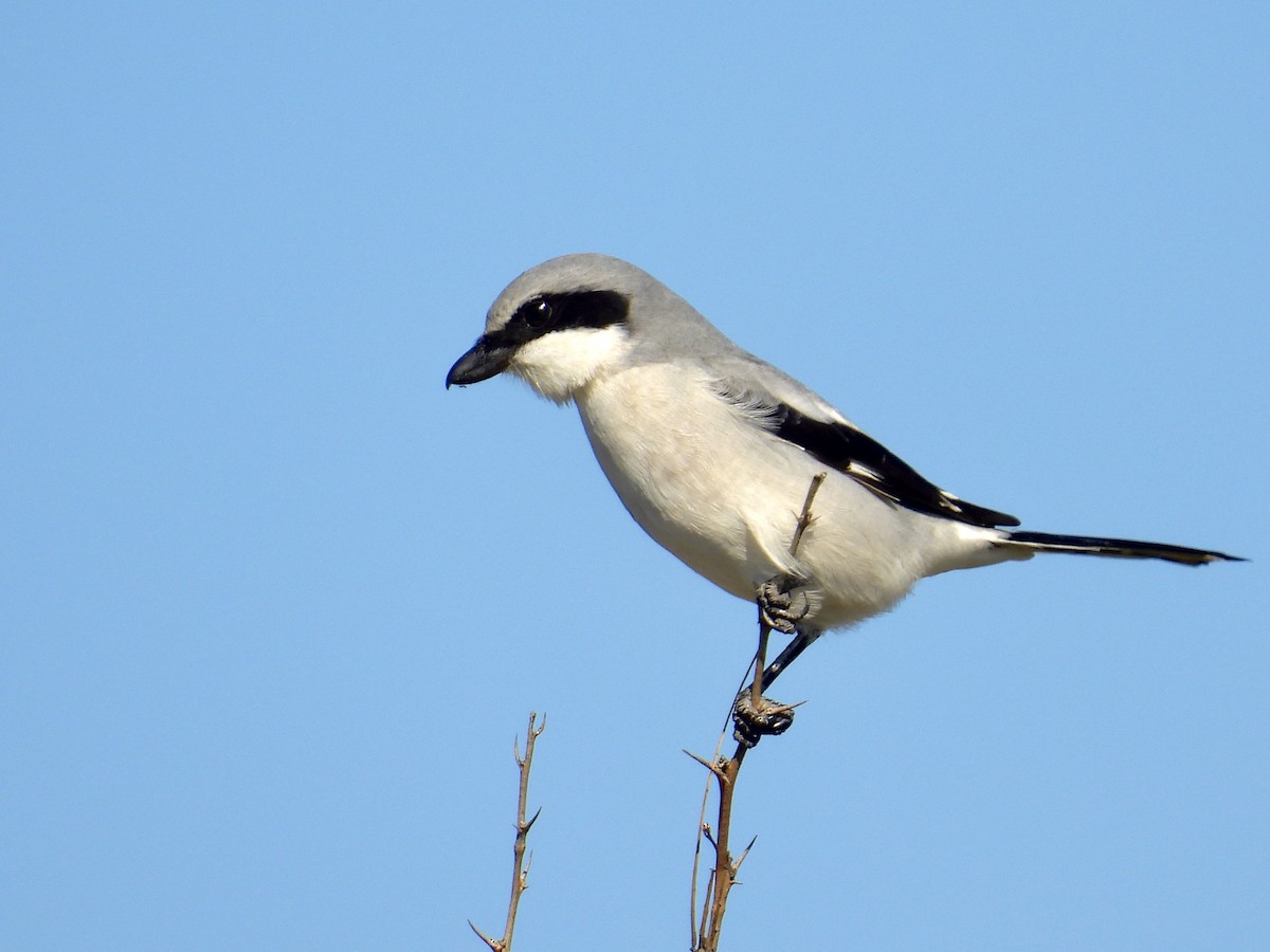 アメリカオオモズ - ML646588511