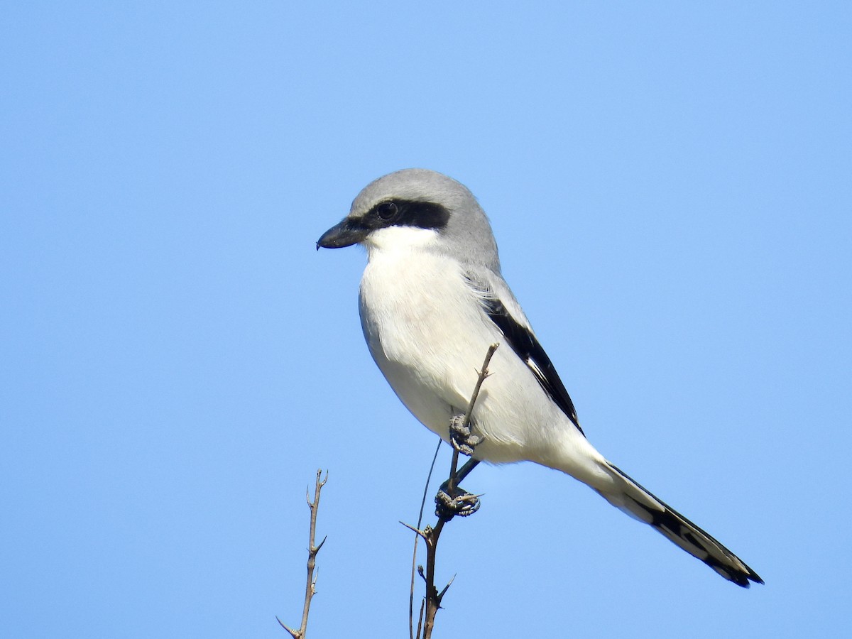 アメリカオオモズ - ML646588512