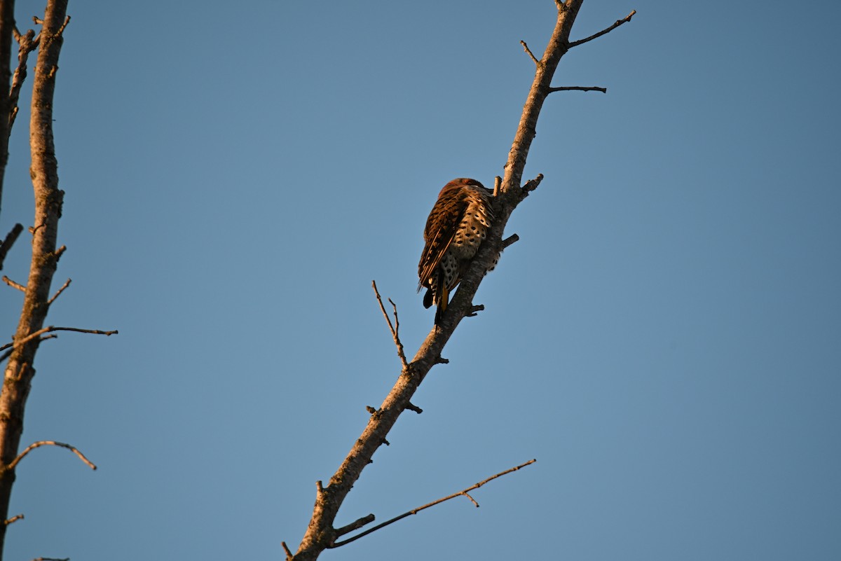 Northern Flicker (Yellow-shafted) - ML646588515