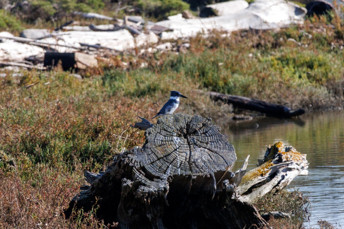 Belted Kingfisher - ML646588517