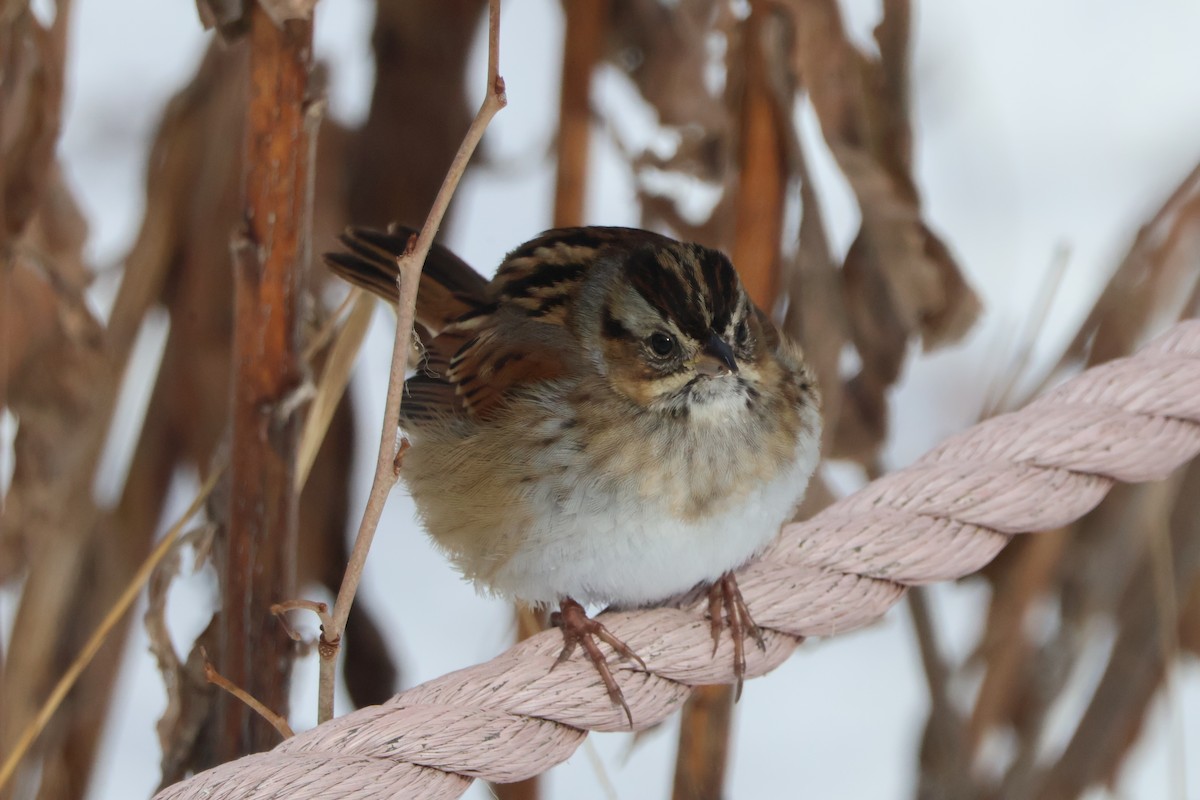Bruant des marais - ML646588526