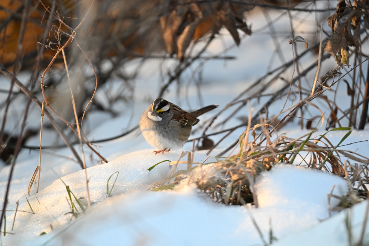 White-throated Sparrow - ML646588529