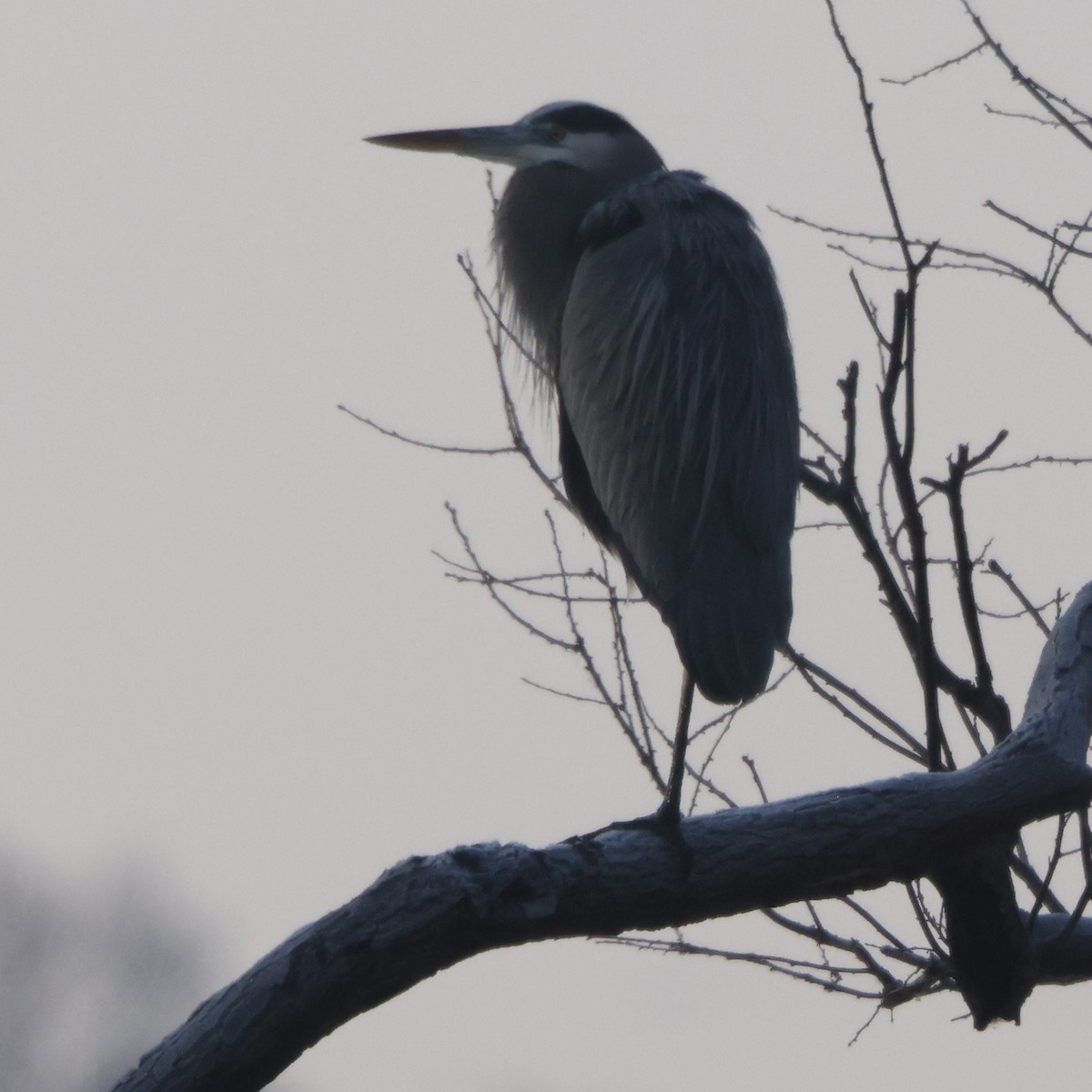 オオアオサギ - ML646588530