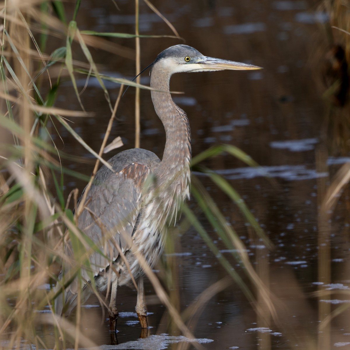 オオアオサギ - ML646588531