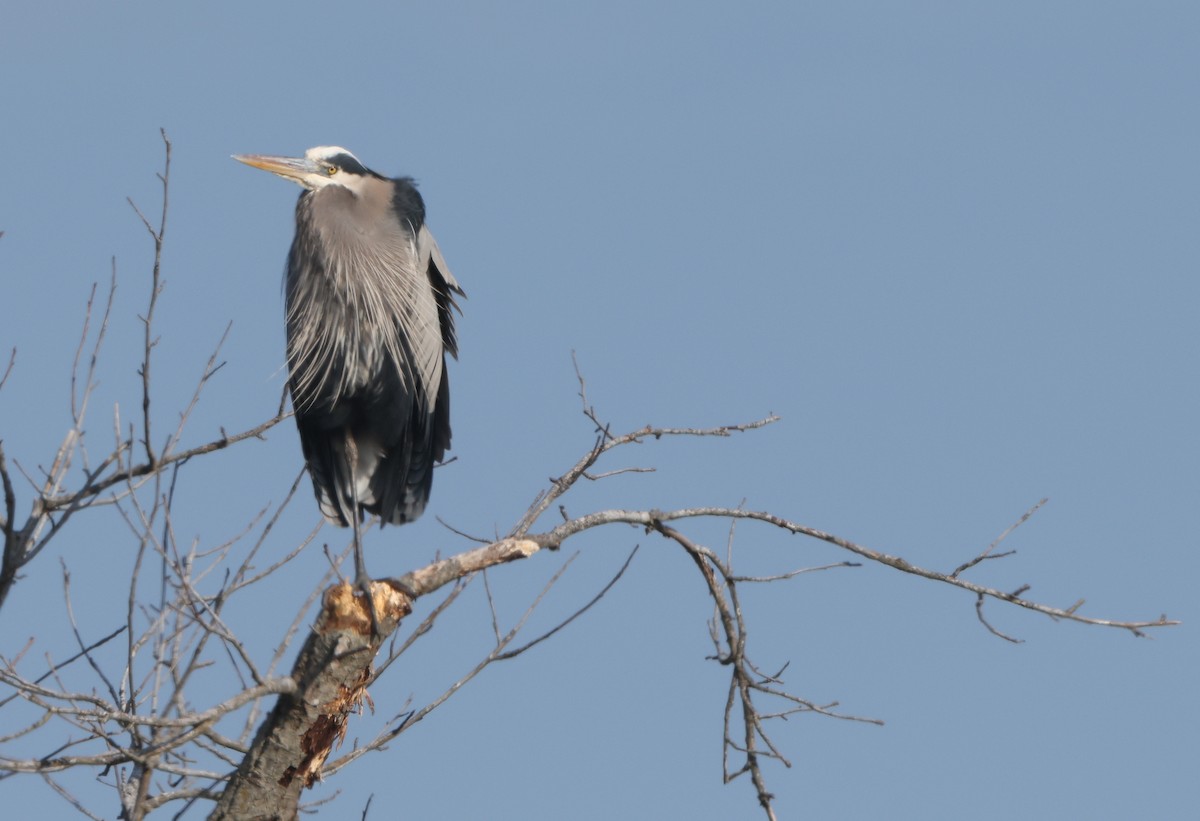 オオアオサギ - ML646588532