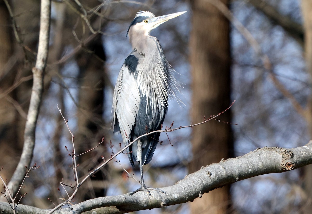 オオアオサギ - ML646588533