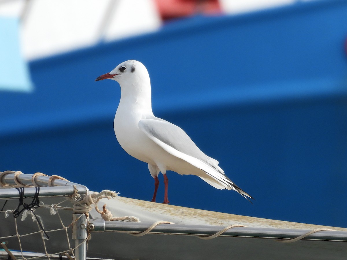 Black-headed Gull - ML646588534