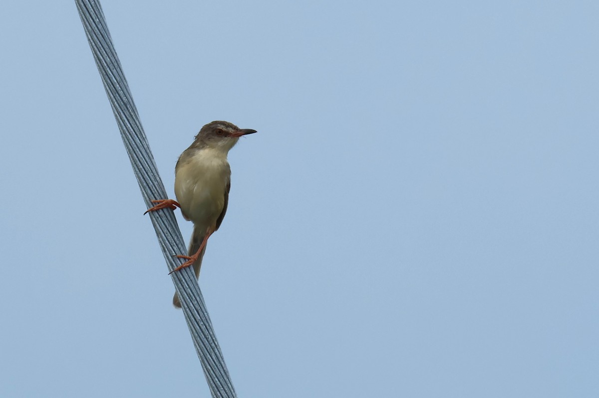Plain Prinia - ML646588536