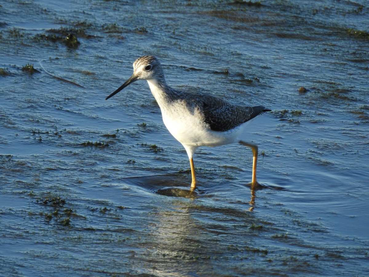 Archibebe Patigualdo Grande - ML646588538