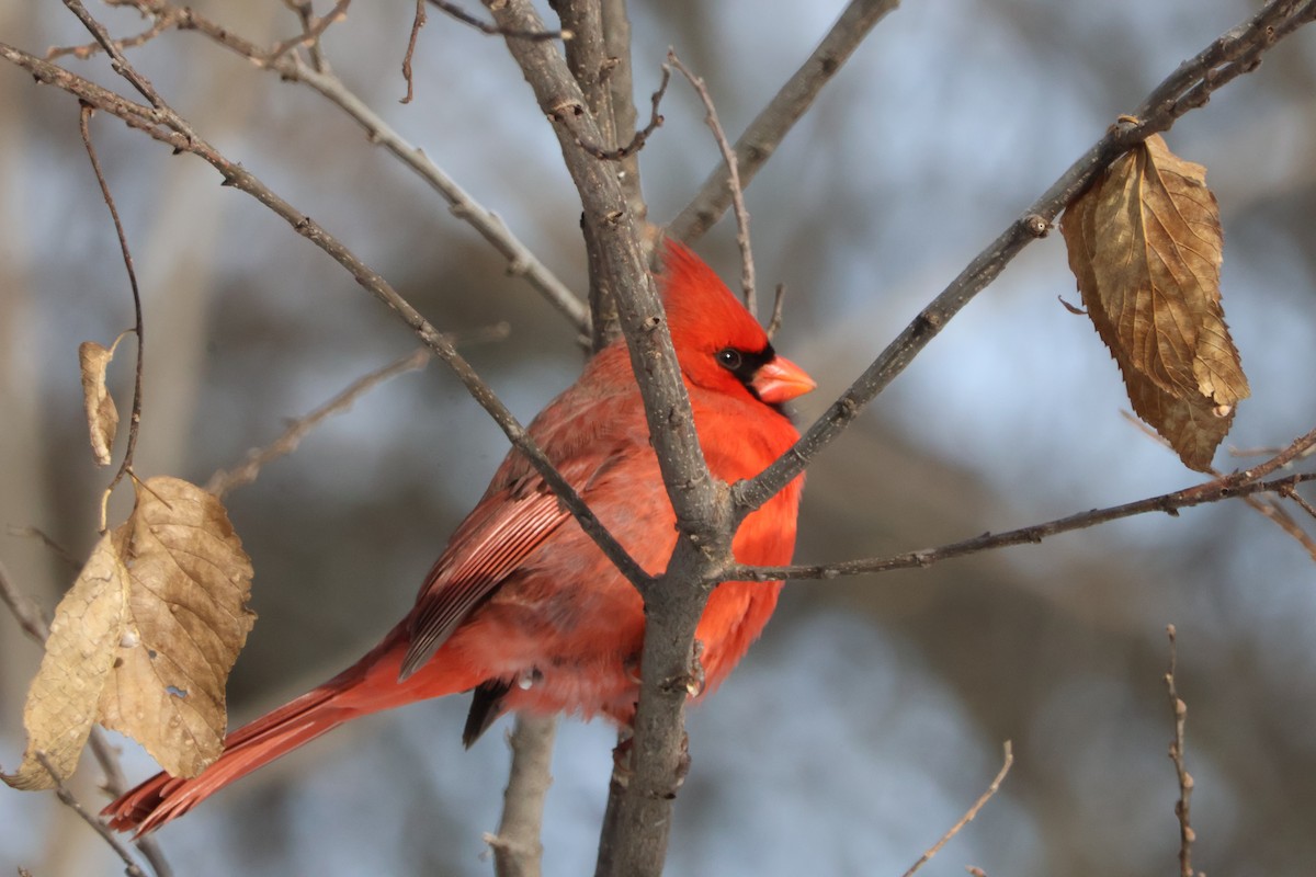 קרדינל צפוני - ML646588539