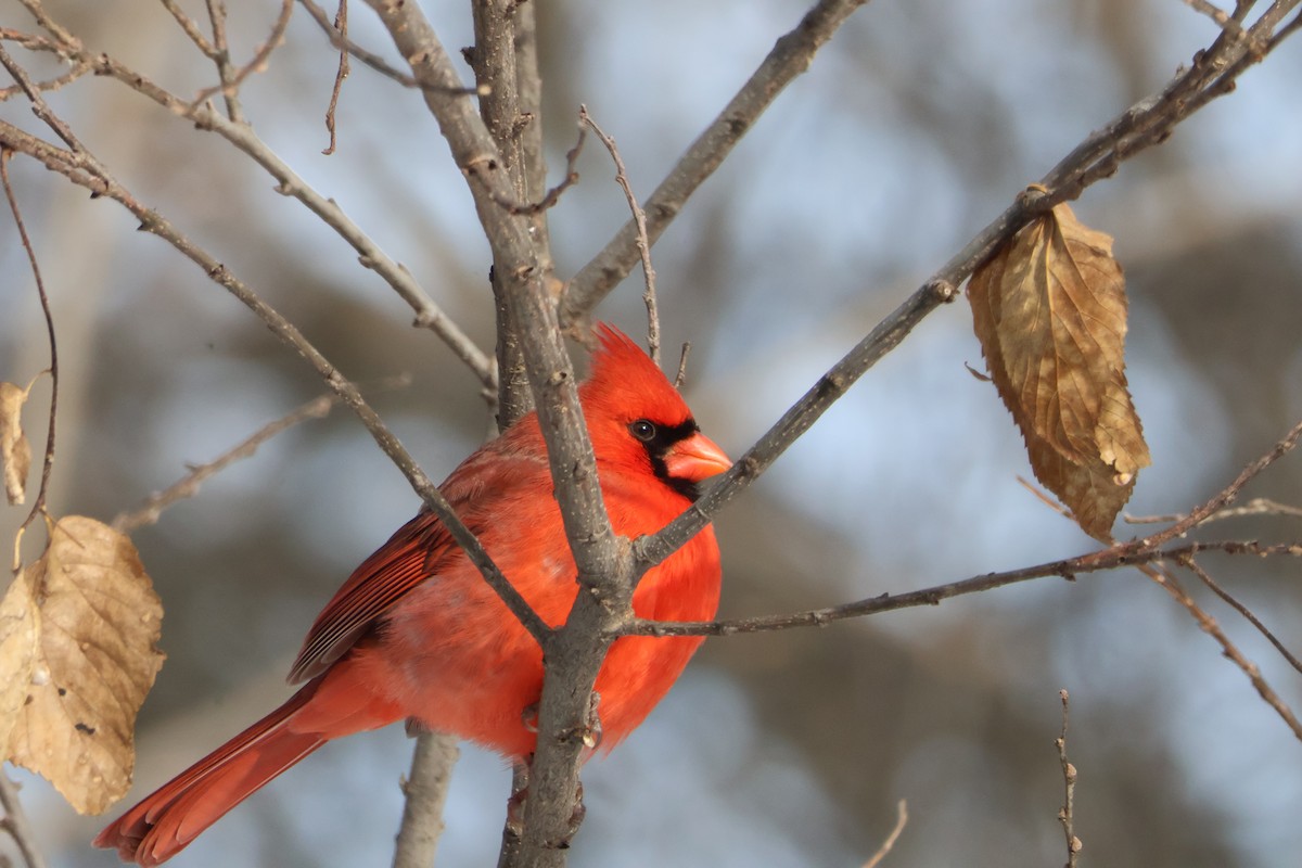 קרדינל צפוני - ML646588540