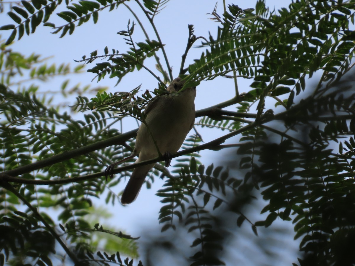 østsanger - ML646588541