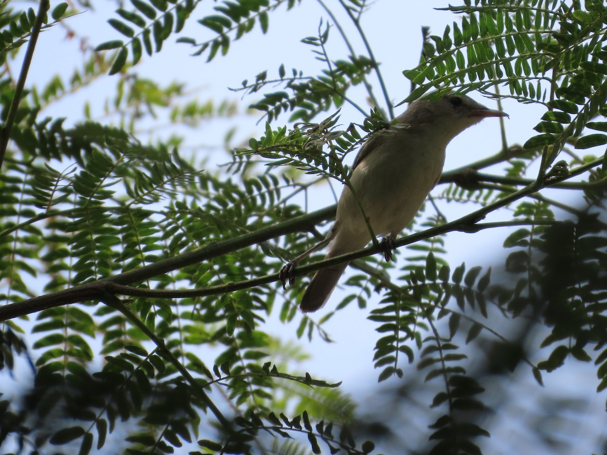 østsanger - ML646588542